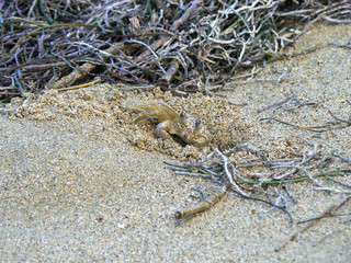 Atlantic Ghost Crab (Ocypode quadrata)