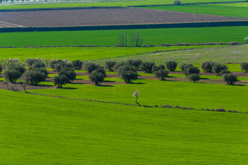 February 19, 2020 - Belianes-Preixana, Spain. Plantations on the plains of Belianes-Preixana on a sunny winter day. A single almond tree stands in the foreground.