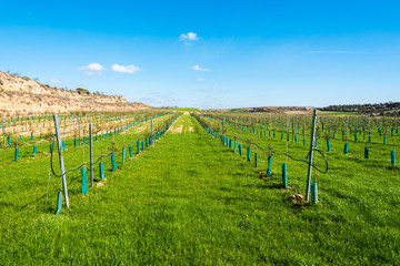 Fototapeta premium February 19, 2020 - Belianes-Preixana, Spain. A young olive plantation.