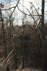  pussy willow blooming in early spring in the wind against a sunset
