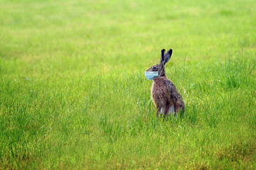 Easter bunny with a coronavirus face mask is sitting alone on a green meadow to avoid an infection...