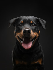 The dog is a funny face. rottweiler smiles. Happy pet in studio on black