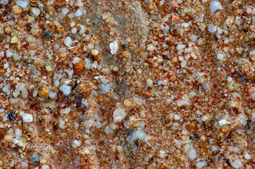 Wet sand with shells