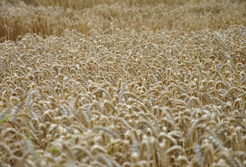 wheat field background