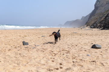 Perro labrador negro jugando en la playa
