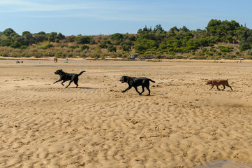 Fototapeta na wymiar Perro labrador negro jugando en la playa