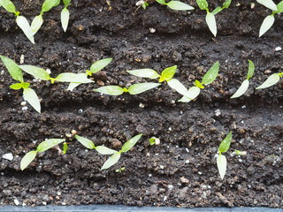 Young seedlings of peppers in boxes on the window in the house.we are preparing for the spring gardening season, growing seedlings in cold countries at home.