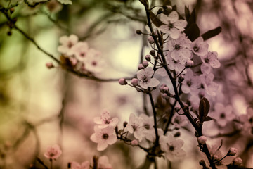 spring and colorful flowers