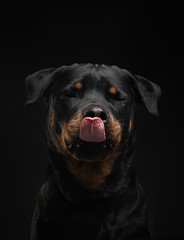 The dog is a funny face. rottweiler smiles. Happy pet in studio on black