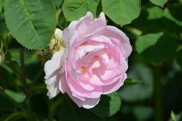 Close up of two large and delicate light pink roses in full bloom and small blooms in a summer garden, in direct sunlight, with blurred green leaves, beautiful outdoor floral background photographed