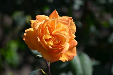 Close up of one large and delicate vivid yellow orange roses in full bloom in a summer garden, in direct sunlight, with blurred green leaves in the background