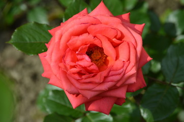 Close up of one fresh vivid red rose and green leaves in a garden in a sunny summer day, beautiful outdoor floral background photographed with soft focus