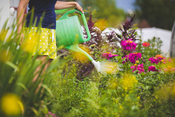 Gardening young girl watering beautiful colorful flowers from a watering can. Beautiful dahlias grow in a summer house on the lawn. Green watering can in the hands of a woman. Rural life. Toning