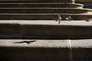 sparrows perched and hovering on a stone staircase where you can see the shadow of a flying bird