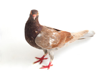 common brown pigeon or dove isolated on a white background