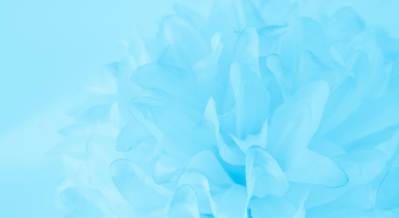 Beautiful abstract color purple and blue flowers on white background and white flower frame and purple leaves texture, light blue background, colorful banner happy valentine