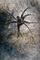 A fishing spider waits for prey on a bolder beside a Midwest stream on a summer morning.