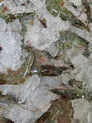 Fresh shrimps at the market for sell and food cooking 