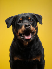 The dog is a funny face. rottweiler smiles. Happy pet in studio on a yellow background
