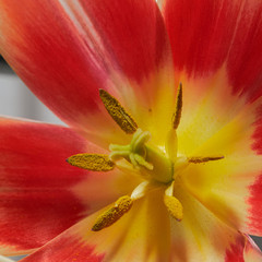 closeup of red tulip flower