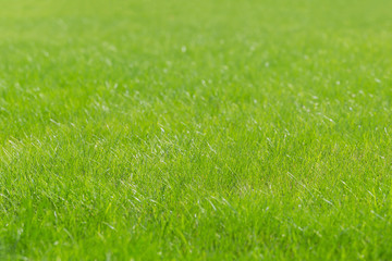 Fototapeta na wymiar Bright green lawn under bright sun as background in blur.Soft focus of fresh virid grass.Сoncept of decoration of wallpaper, cards,landscape design,symbol of spring,joyful mood,abstract natural backgr