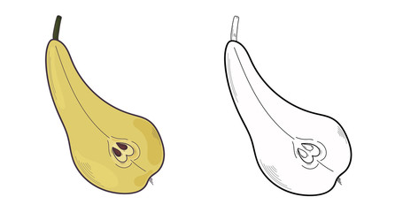 Vector illustration of pear on white background. Organic Vegetarian Products. Set of pear symbols applicable to restaurant or package menu, labels, poster, print. Colored plum on a white background.