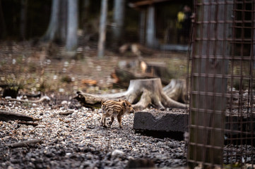 Wild boar (sus scrofa ferus) piglet in forest.
