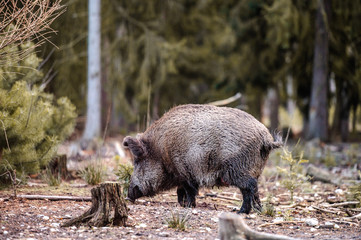 Wild boar (sus scrofa ferus) walking in forest. Wildlife in natural habitat