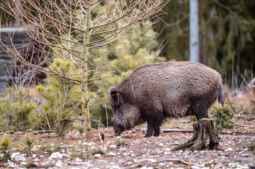 Wild boar (sus scrofa ferus) walking in forest. Wildlife in natural habitat