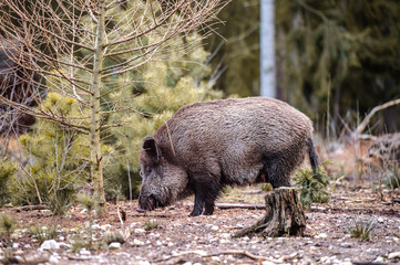 Wild boar (sus scrofa ferus) walking in forest. Wildlife in natural habitat
