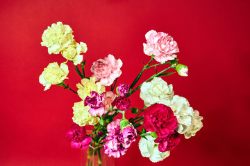 Beautiful bouquet of colorful carnation flowers on a red background.