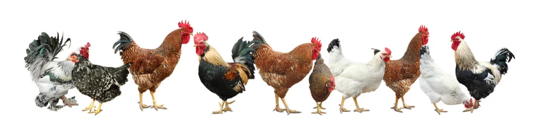 Foto op Aluminium Collage met kippen en hanen op witte achtergrond. Bannerontwerp © New Africa