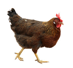 Beautiful chicken on white background. Domestic animal