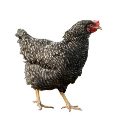Beautiful chicken on white background. Domestic animal