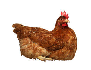 Beautiful chicken on white background. Domestic animal