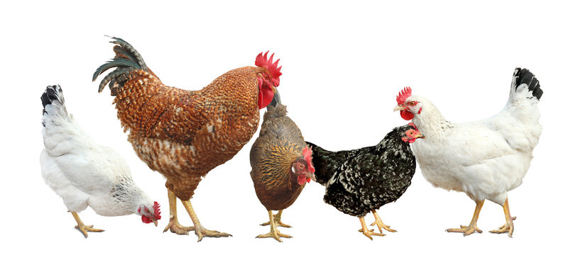 Beautiful chickens and roosters on white background