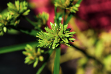 Little plants from my own garden.