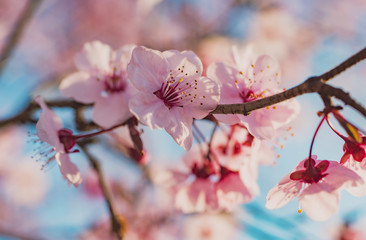 Spring flowering of peach , apricot and other fruit trees, Macro photos of flowers on a tree with natural light