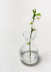  Atmospheric still life of a small glass vase with a branch of flowering  plum tree on a white kitchen table. Living concept. Selective focus.