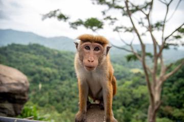 Naklejka premium Beautiful destination with culture and temples. Sri Lanka