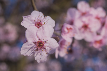 Spring flowering of peach , apricot and other fruit trees, Macro photos of flowers on a tree with natural light