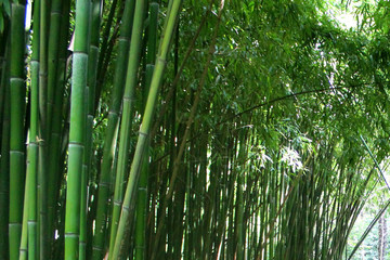 bamboo thicket for green plant background