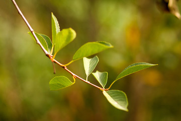 Beautiful graceful hanging brown branch of cherry tree with young green leaves on blurry background on sunny spring day