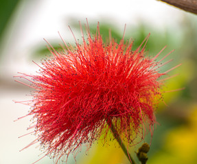 red flower on tree