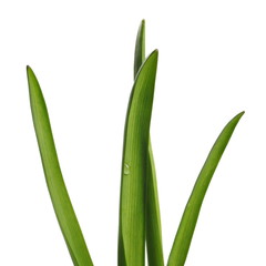 Green stem and leaves hyacinth with a drop of water, isolated on white 