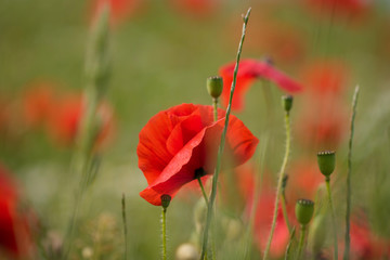 Obraz premium Klatschmohn