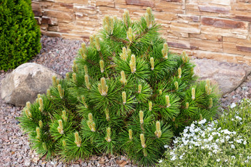 Small dwarf mountain pine with young buds in spring.Pinus mugo mughus for rock garden.Selective focus.Concept of beautiful compositions for landscaping of a gardens, park.