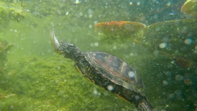 European pond turtle (Emys orbicularis) hunting fish