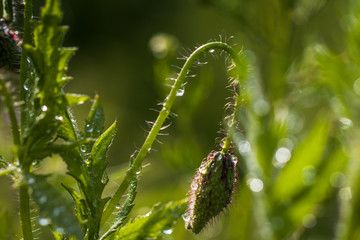 Klatschmohn