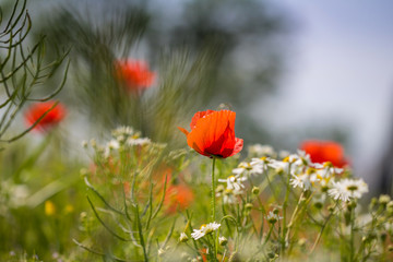 Klatschmohn